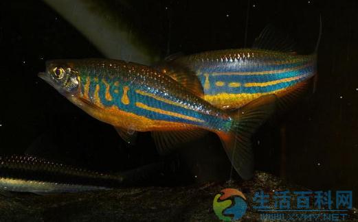 斑馬魚風水學應用：魚缸擺放位置與注意事項