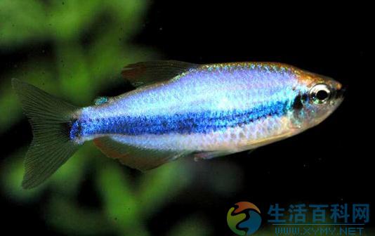 燈魚的風水學應用：魚缸擺放位置與選魚要則