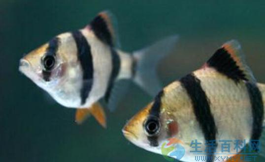 虎皮魚缸擺放與風水應用指南