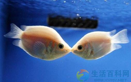 接吻魚魚缸擺放位置與風水應用指南