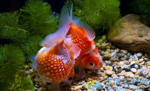 金魚家居風水應用指南:客廳養魚原則與五行配合