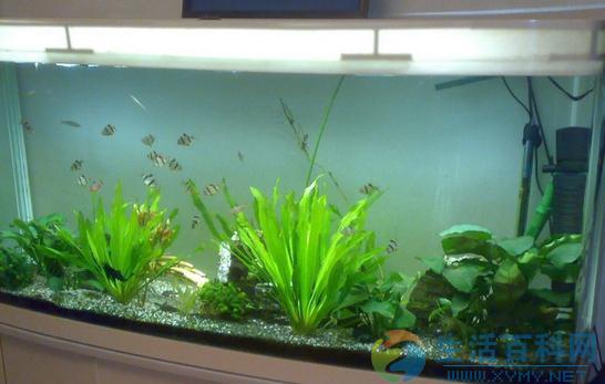 風水魚大觀:血紅寶提升宅運的養魚秘訣