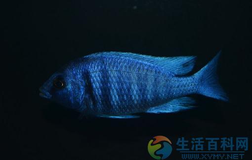 寶石魚的風水學應用指南