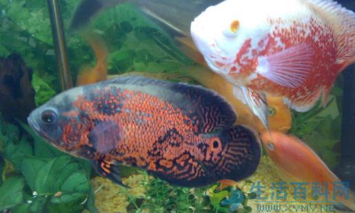 地圖魚的風水學應用與魚缸擺放注意事項