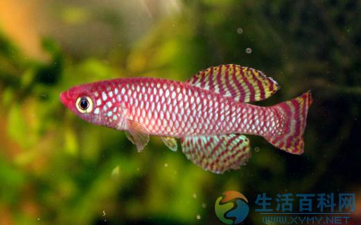 鳉魚的風水學應用原則