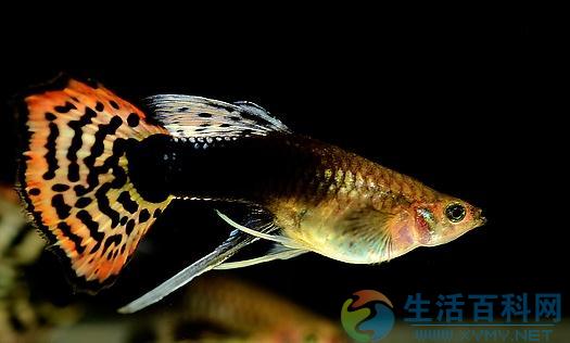 鳳尾魚風水應用與魚缸擺放指南