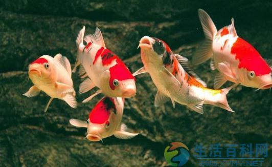 錦鯉魚的風水學意義與實踐應用