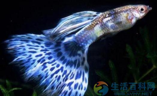 孔雀魚風水應用：魚缸擺放與數量選擇
