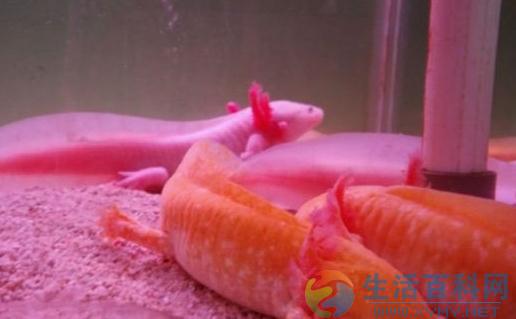 恐龍魚魚缸擺放位置與風水應用指南