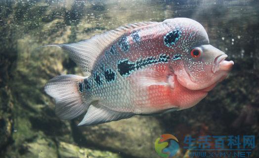 羅漢魚的風水學意義與養殖建議