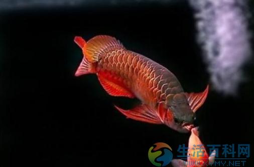 紅龍魚風水學應用：魚缸擺放與意義指南