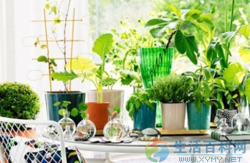 衛生間裝潢建議：哪些植物最適合擺放？