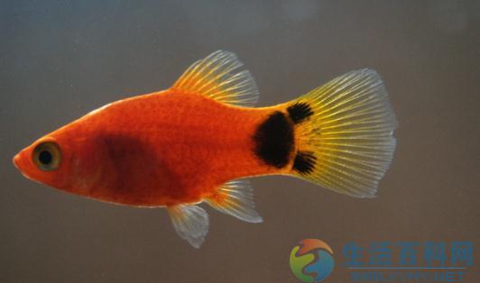瑪麗魚缸擺放與風水應用指南