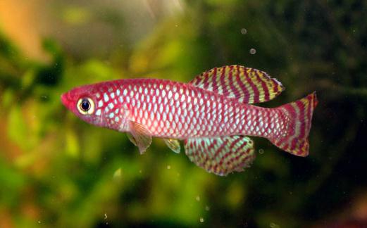 鳉魚風水應用：魚缸擺放位置與原則