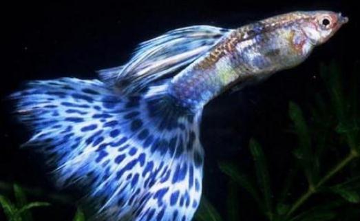 孔雀魚風水應用：魚缸擺放位置與數目選擇