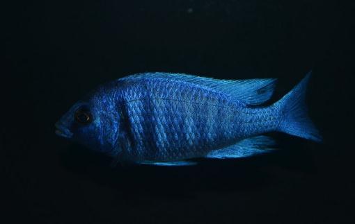 寶石魚風水學應用：魚缸擺放位置與原則