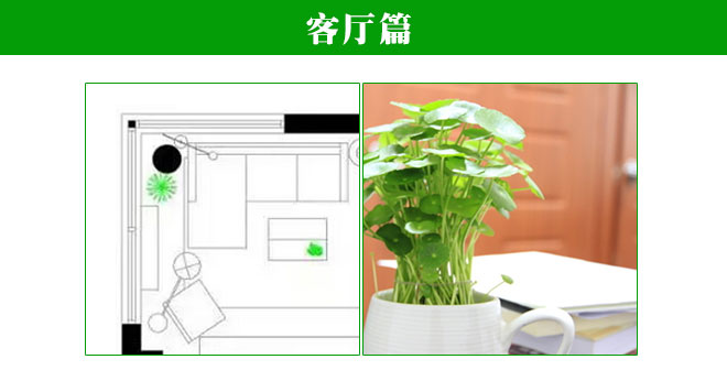 植物在家中的正确摆放方式