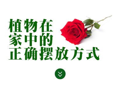 植物在家中的正确摆放方式