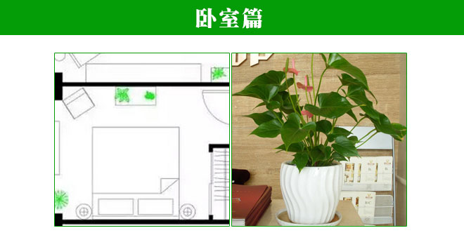 植物在家中的正确摆放方式