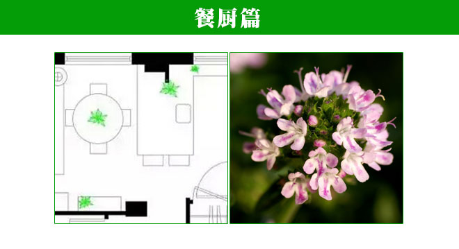 植物在家中的正确摆放方式