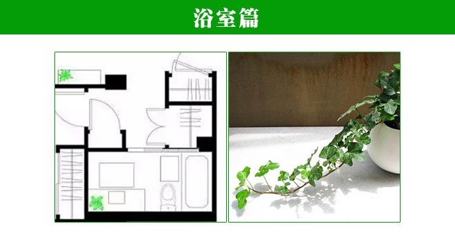 植物在家中的正确摆放方式