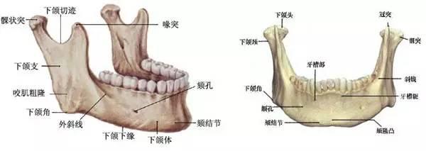 智齿拔了到底会不会瘦脸？真相與科學解讀
