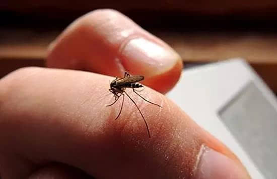 健康環保驅蚊小竅門