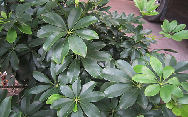 淨化空氣的室內植物推薦:孕婦適用與注意事項