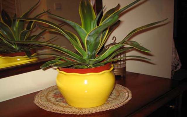 淨化空氣的室內植物推薦:孕婦適用與注意事項
