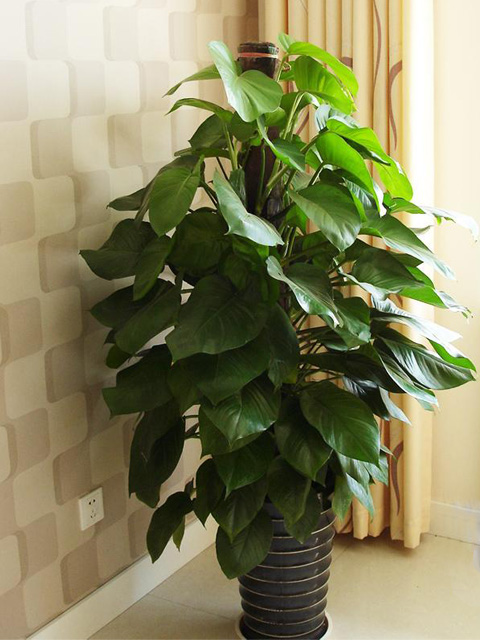 客廳適合擺放哪些植物？四大類型提升空氣質量與美感