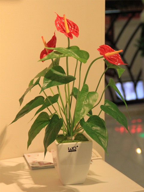 客廳適合擺放哪些植物？四大類型提升空氣質量與美感