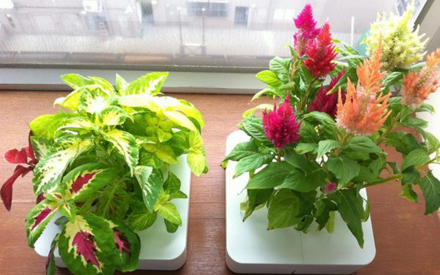 衛生間植物選擇指南:耐陰易養,打造清新空間