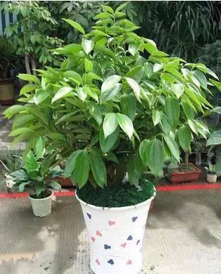 可去除衛生間異味的室內植物推薦