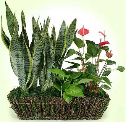 可去除衛生間異味的室內植物推薦