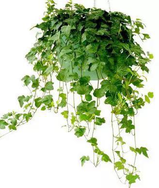 可去除衛生間異味的室內植物推薦
