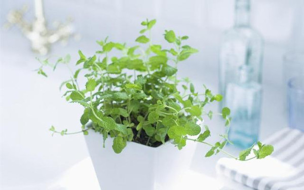 妙用軟裝讓你清涼一夏：居家降溫實用技巧