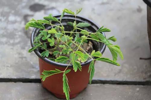嚴禁入室的花!家裡有的趕緊搬出去