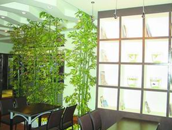 室內擺放什麼植物有利於身體健康