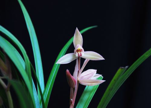 室內蘭花養殖指南：澆水與施肥要領