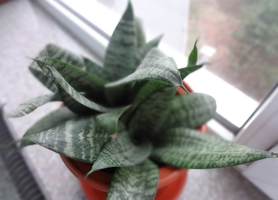 新房装修后适合放什么植物