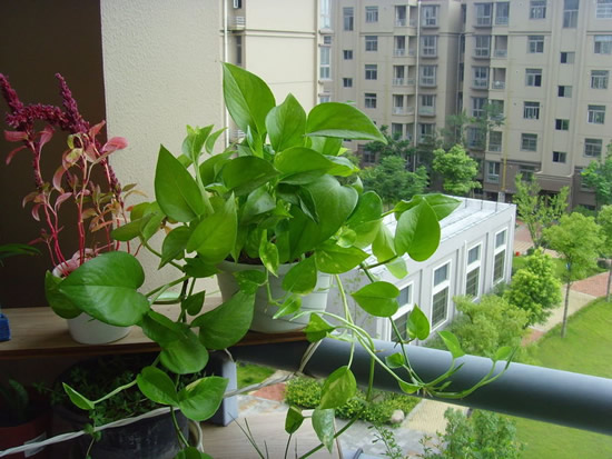 新房装修后适合放什么植物
