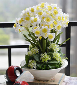 水仙花風水功效與圖解:提升家居氣質