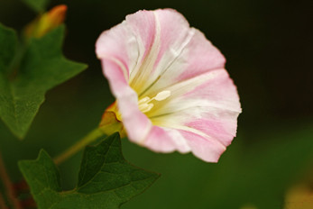 牽牛花花語與圖片欣賞