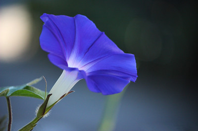 牽牛花花語與圖片欣賞