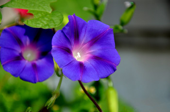 牽牛花花語與圖片欣賞