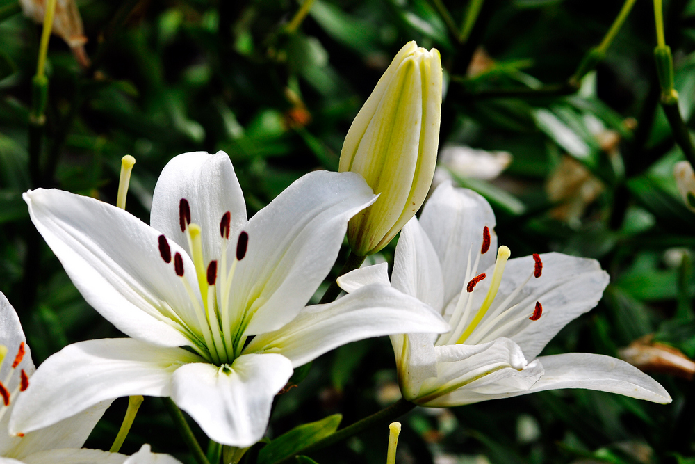 百合花的功效與作用