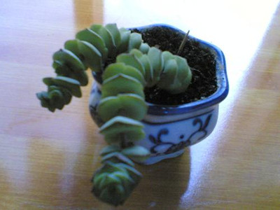 錢串子的養殖方法與花圖片欣賞