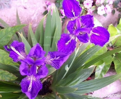 鸢尾花的家居風水應用與花語