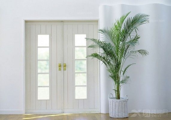 室內植物擺放風水指南：相生相克與各區域建議