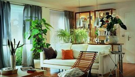 室内植物摆放风水误区：错误摆放破坏家运